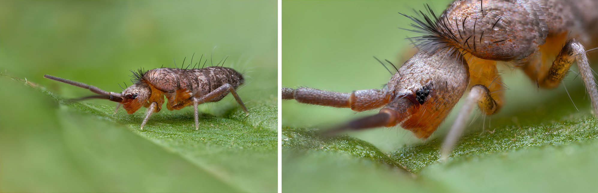 Chvostoskok na kopřivě – 5×; f/11; 8 dílčích fotografií. Laowa Aksen 45 mm + Chvostoskok na kopřivě – 10×; f/5,6. Laowa Aksen 17,5 mm